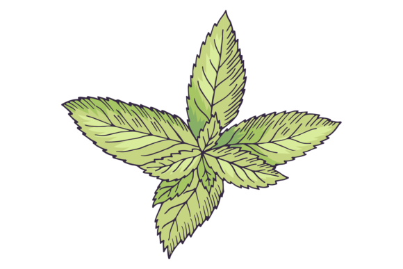 Download Mint Botanical Illustration. Green Leave - Premium Bundle