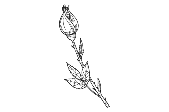 Download Rose Bud Botanical Illustration. Flower - Premium Resources
